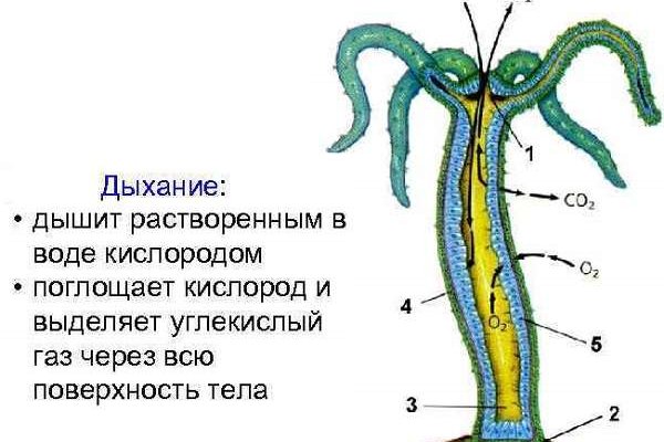 Кракен без впн