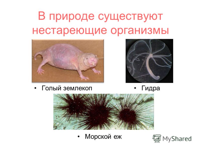 Кракен торговая площадка